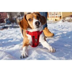 EzyDog Chestplate Dog Harness Red Medium -Habitat Pets Supplies EzyDog Chestplate Dog Harness Red Medium 3