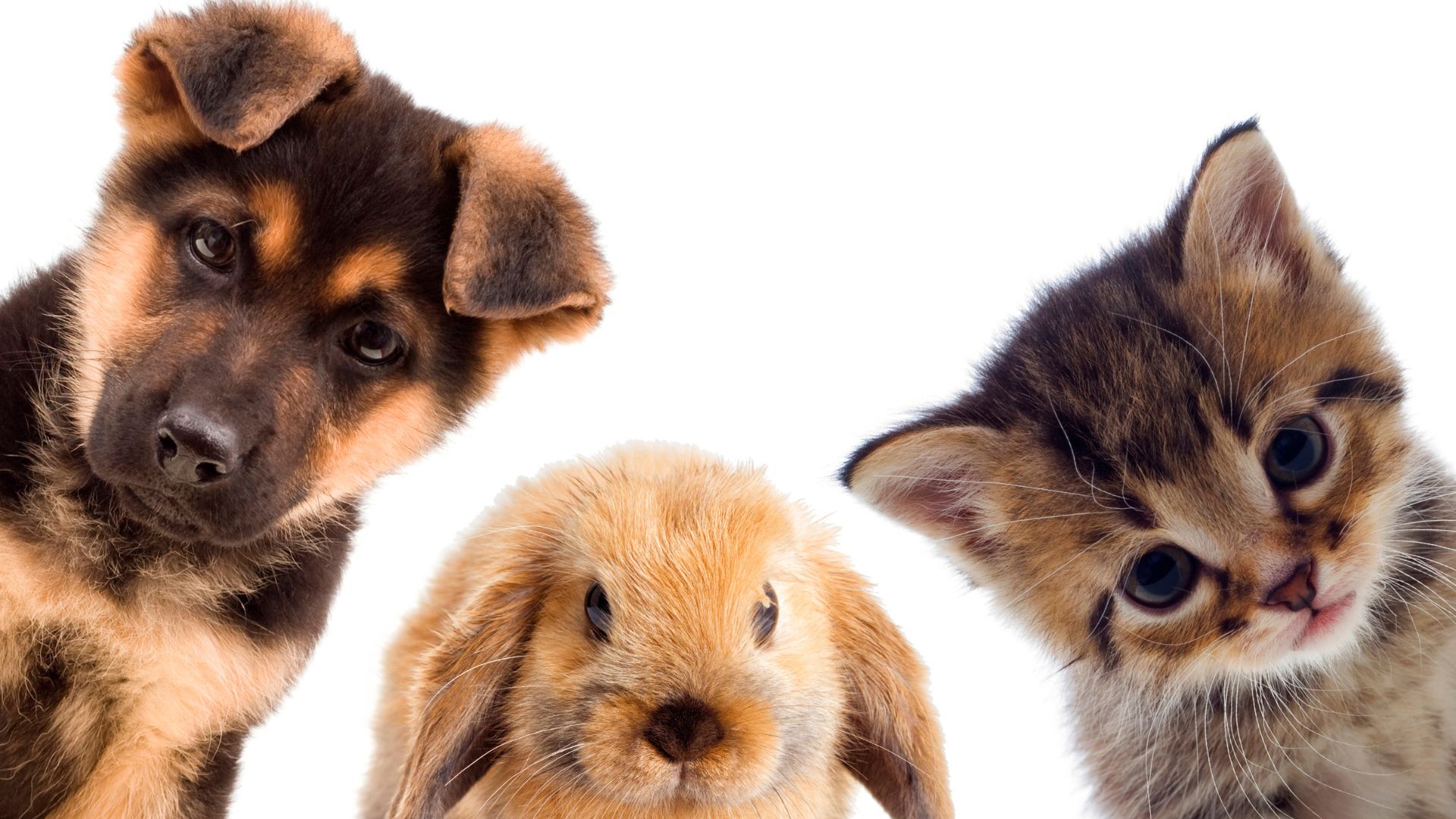 Habitat Pets Supplies -Habitat Pets Supplies Green and Beige Minimalist Skincare Product Presentation