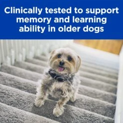 Hills Prescription Diet Dog B/d Brain Aging Care Dry Food 7.98kg -Habitat Pets Supplies Hills Prescription Diet Dog bd Brain Aging Care Dry Food 7 98kg 3