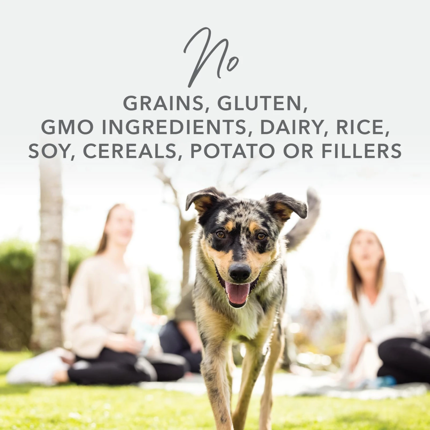 K9 Natural Lamb And King Salmon Feast Wet Dog Food 370g X 12 12 K9 Natural Lamb And King Salmon Feast Wet Dog Food 370g X 12 - Image 12