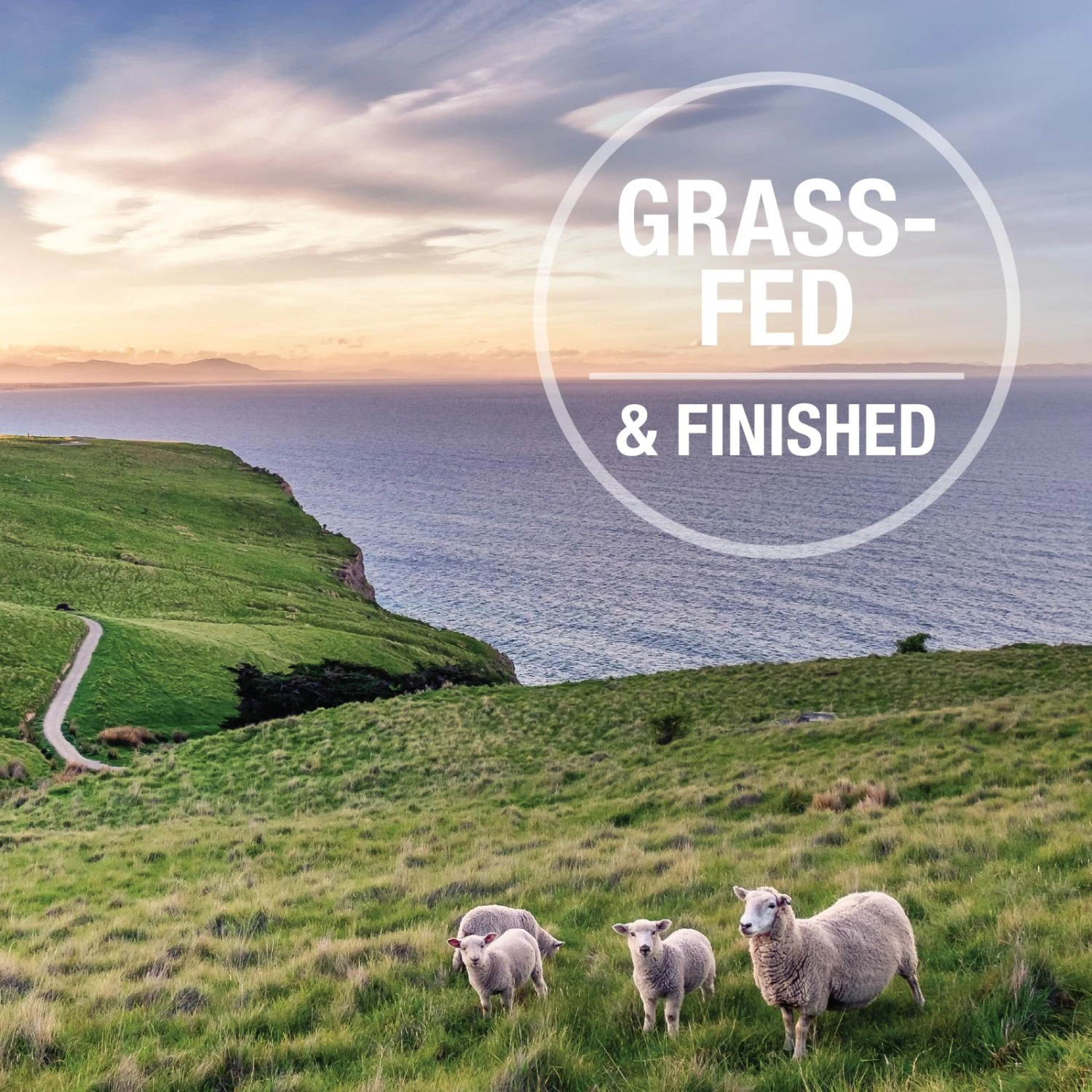 K9 Natural Lamb And King Salmon Feast Wet Dog Food 370g X 12 6 K9 Natural Lamb And King Salmon Feast Wet Dog Food 370g X 12 - Image 6