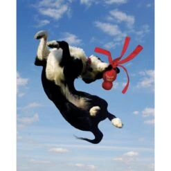 KONG Wubba Classic Large Dog Toy -Habitat Pets Supplies KONG Wubba Classic Large Dog Toy 3