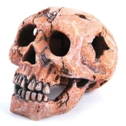 Kazoo Skull Medium Fish Tank Ornament