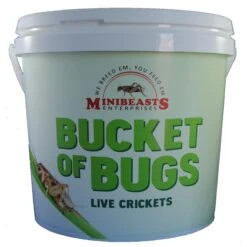Minibeasts Bucket Of Bugs Large Live Crickets