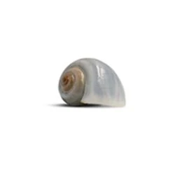 The Krabooz Undercover Natural Shell Medium* -Habitat Pets Supplies The Krabooz Undercover Natural Shell Medium 4