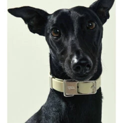 Frank Green Khaki Dog Collar And Tag Small -Habitat Pets Supplies frank green Khaki Dog Collar and Tag Small 3