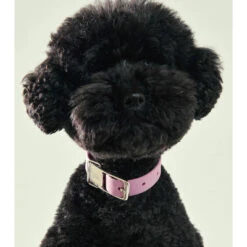 Frank Green Khaki Dog Collar And Tag Small -Habitat Pets Supplies frank green Khaki Dog Collar and Tag Small 4