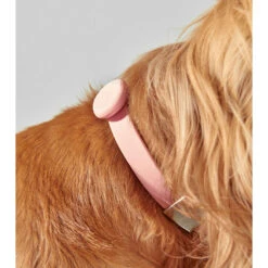 Frank Green Midnight Dog Safety Light Large -Habitat Pets Supplies frank green Midnight Dog Safety Light Large 5