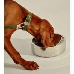 Frank Green Stainless Steel Dog Bowl Medium -Habitat Pets Supplies frank green Stainless Steel Dog Bowl Medium 3