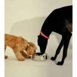 Frank Green Stainless Steel Dog Bowl Small -Habitat Pets Supplies frank green Stainless Steel Dog Bowl Small 6